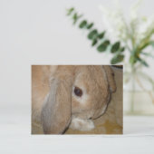 Briefkaart - Lop Eared Dwarf Rabbit (Staand voorkant)
