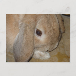 Briefkaart - Lop Eared Dwarf Rabbit