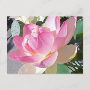 Briefkaart Lotus Flower