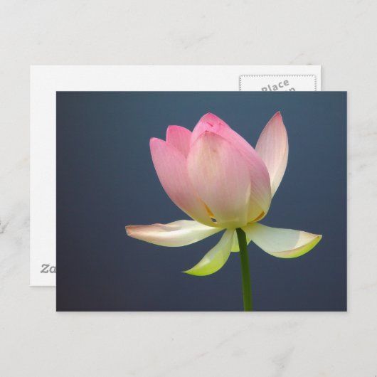 briefkaart lotusbloem (Voorkant / Achterkant)