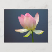 briefkaart lotusbloem (Voorkant)