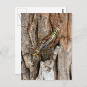 Briefkaart Lubber Grasshopper (Voorkant / Achterkant)