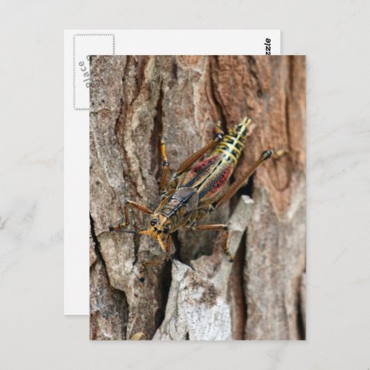 Briefkaart Lubber Grasshopper (Voorkant / Achterkant)