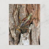 Briefkaart Lubber Grasshopper (Voorkant)