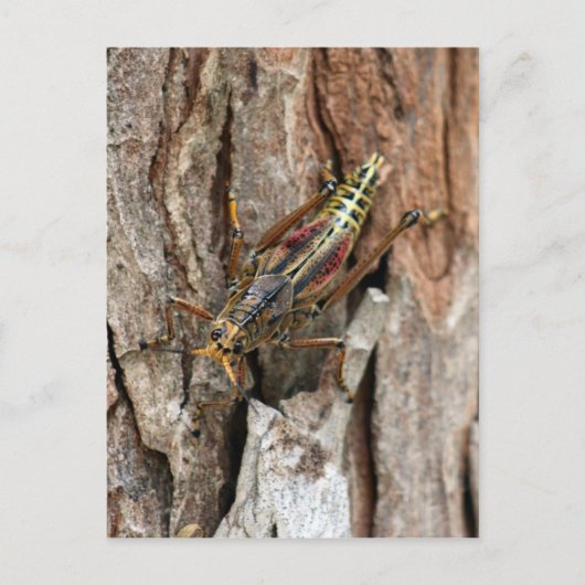 Briefkaart Lubber Grasshopper (Voorkant)