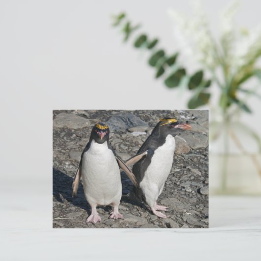 Briefkaart Macaroni Penguins (Staand voorkant)