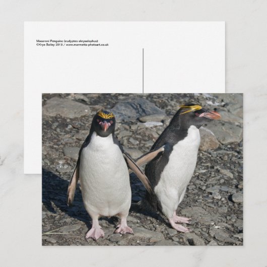Briefkaart Macaroni Penguins (Voorkant / Achterkant)