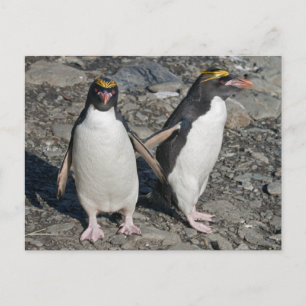 Briefkaart Macaroni Penguins
