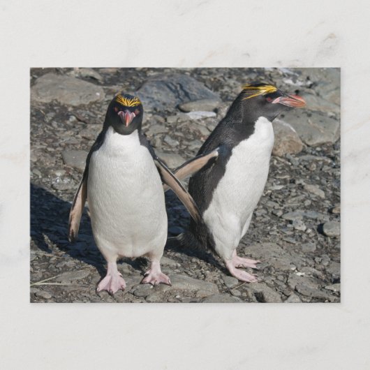 Briefkaart Macaroni Penguins (Voorkant)