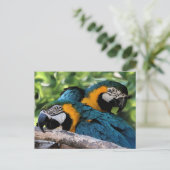 Briefkaart/Macaws Briefkaart (Staand voorkant)