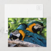 Briefkaart/Macaws Briefkaart (Voorkant / Achterkant)