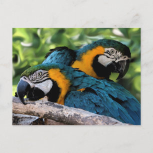 Briefkaart/Macaws Briefkaart