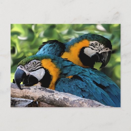 Briefkaart/Macaws Briefkaart (Voorkant)
