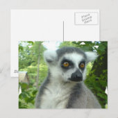 Briefkaart Madagaskar Lemur (Voorkant / Achterkant)