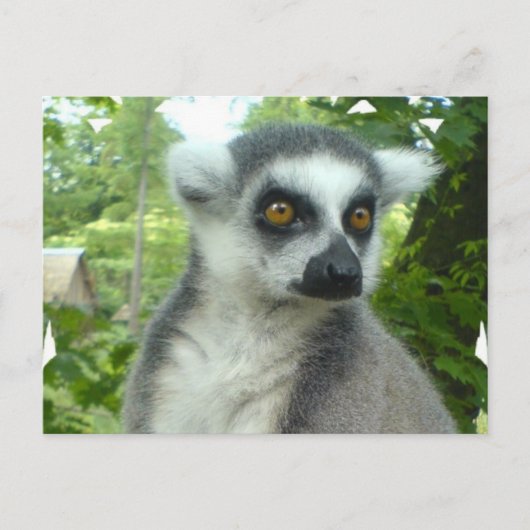 Briefkaart Madagaskar Lemur (Voorkant)