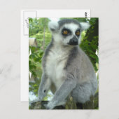 Briefkaart Madagaskar Lemur (Voorkant / Achterkant)