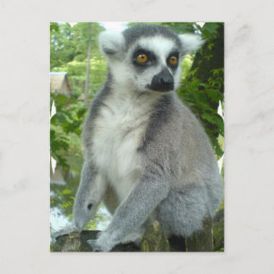 Briefkaart Madagaskar Lemur