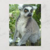 Briefkaart Madagaskar Lemur (Voorkant)