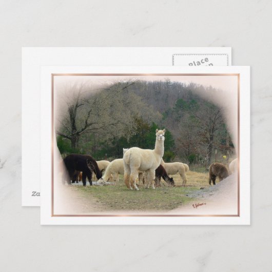 Briefkaart Madame Pompadour (Voorkant / Achterkant)