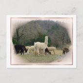 Briefkaart Madame Pompadour (Voorkant)