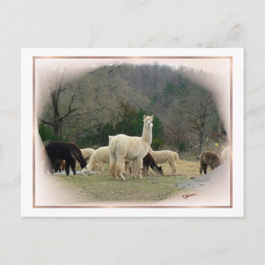 Briefkaart Madame Pompadour (Voorkant)