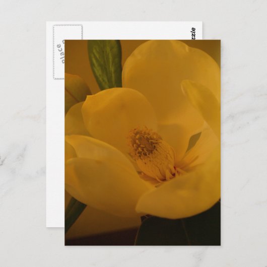 briefkaart "Magnolia Sateen" (Voorkant / Achterkant)