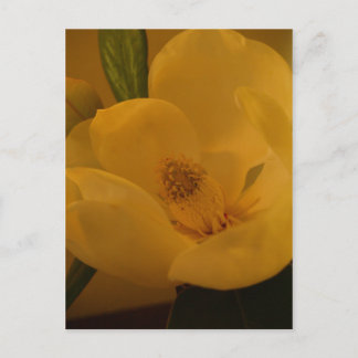 briefkaart "Magnolia Sateen"