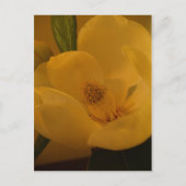 briefkaart "Magnolia Sateen" (Voorkant)