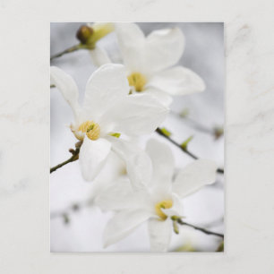 Briefkaart Magnoliumbloemen