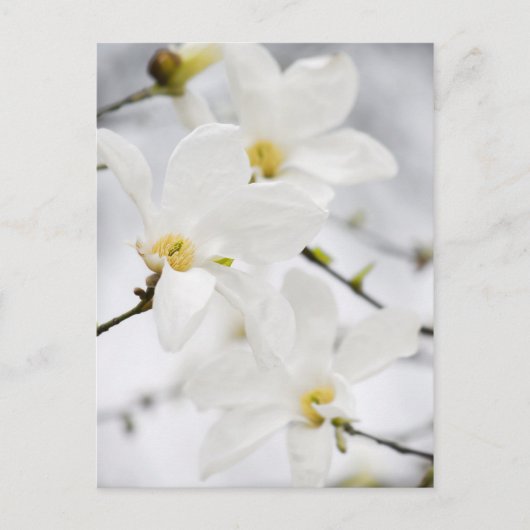 Briefkaart Magnoliumbloemen (Voorkant)