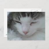 Briefkaart - Maine Coon Cat Afbeelding 2 (Voorkant / Achterkant)