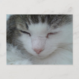 Briefkaart - Maine Coon Cat Afbeelding 2