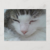 Briefkaart - Maine Coon Cat Afbeelding 2 (Voorkant)
