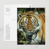Briefkaart: Maleise Tijger (Portrait) Briefkaart (Voorkant / Achterkant)