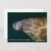Briefkaart Manatee Crystal River Florida (Voorkant / Achterkant)