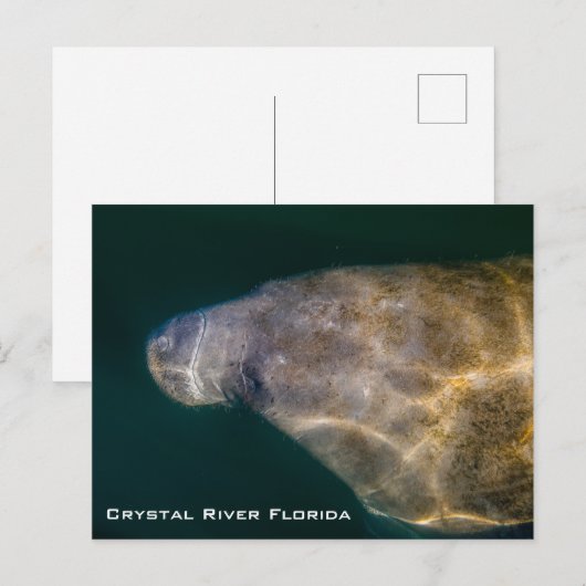 Briefkaart Manatee Crystal River Florida (Voorkant / Achterkant)