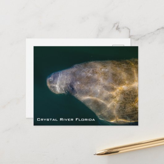 Briefkaart Manatee Crystal River Florida (Voorkant / Achterkant in situ)