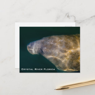 Briefkaart Manatee Crystal River Florida