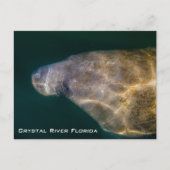 Briefkaart Manatee Crystal River Florida (Voorkant)