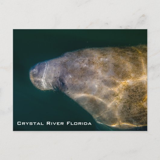 Briefkaart Manatee Crystal River Florida (Voorkant)