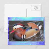 Briefkaart - Mandarijn Duck (Voorkant / Achterkant)