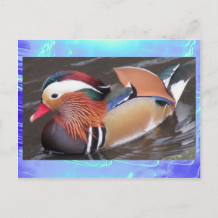 Briefkaart - Mandarijn Duck