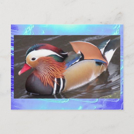 Briefkaart - Mandarijn Duck (Voorkant)