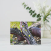 Briefkaart Manzanita (Staand voorkant)