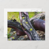 Briefkaart Manzanita (Voorkant / Achterkant)