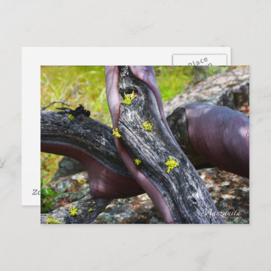 Briefkaart Manzanita (Voorkant / Achterkant)