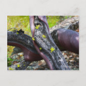 Briefkaart Manzanita (Voorkant)