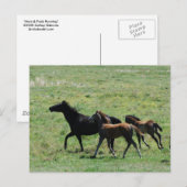 Briefkaart - Mare & Foals actief (Voorkant / Achterkant)