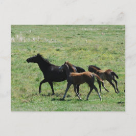 Briefkaart - Mare & Foals actief
