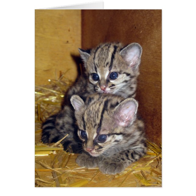 Briefkaart margay kittens (Voorkant)